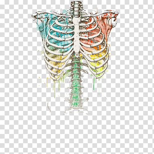 human lungs illustration transparent background PNG clipart