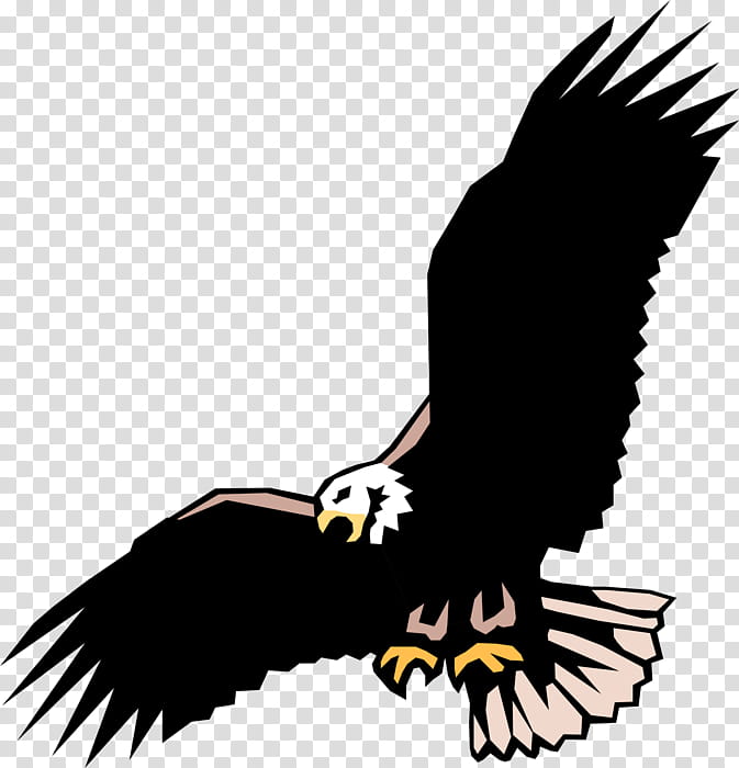 Bird Logo, Bald Eagle, Whitetailed Eagle, Harpy Eagle, Bird Of Prey, Golden Eagle, Beak, Accipitridae transparent background PNG clipart