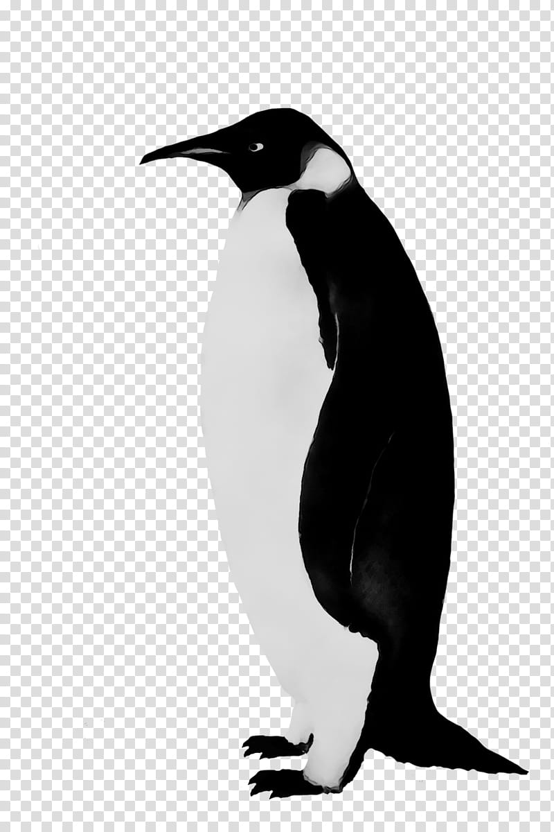 Penguin, King Penguin, Beak, Bird, Flightless Bird, Emperor Penguin, Neck, Blackandwhite transparent background PNG clipart