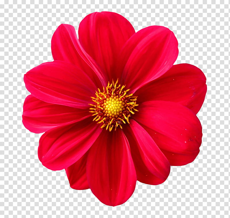 Spring  YEAR ON DA, red dahlia flower isolated on black background transparent background PNG clipart