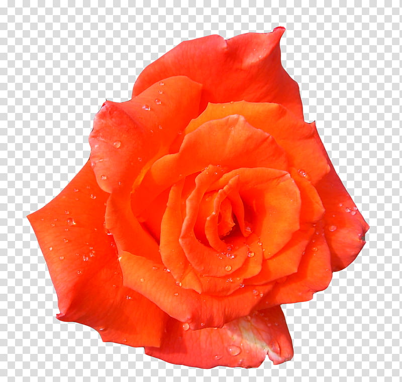 flowers format, red rose in bloom transparent background PNG clipart