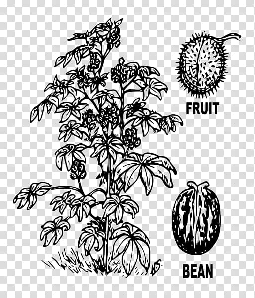 Family Tree Drawing, Ricinus, Castor Oil, Oleaginous Plant, Plants, Bean, Ricinoleic Acid, Seed Oil transparent background PNG clipart