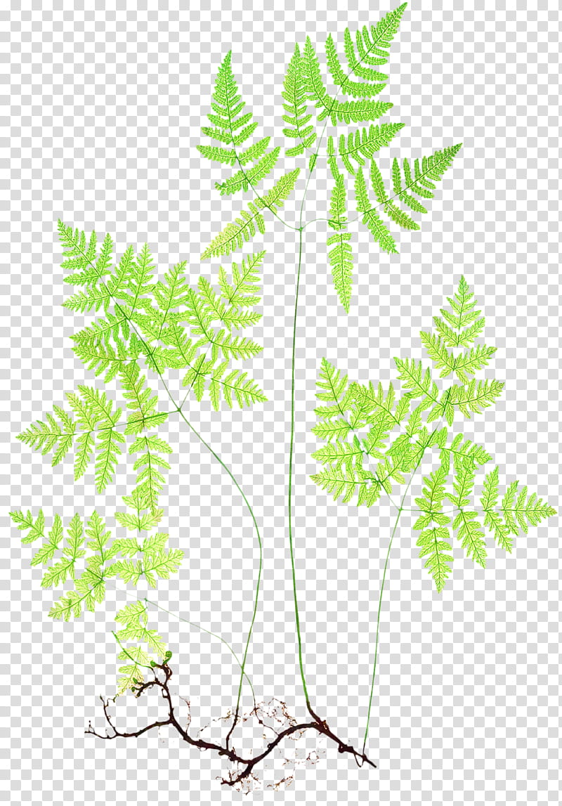 Cartoon Palm Tree, Fern, Palm Trees, Plants, Leaf, Bregner, Herb, Vascular Plant transparent background PNG clipart