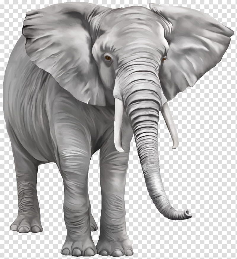 Forest, Asian Elephant, African Bush Elephant, African Forest Elephant, African Elephant, Indian Elephant, Wildlife, Animal Figure transparent background PNG clipart