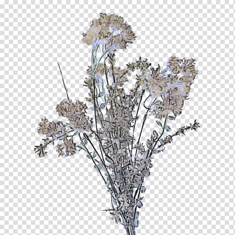flower plant cut flowers branch tree, Bouquet, Wildflower, Twig, Heracleum Plant transparent background PNG clipart