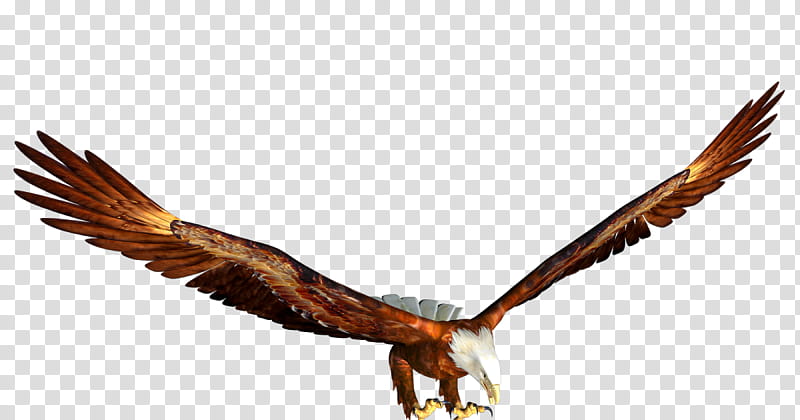 Cartoon Bird, Bald Eagle, Golden Eagle, Animal, Bird Of Prey, Osprey, Kite, Accipitridae transparent background PNG clipart