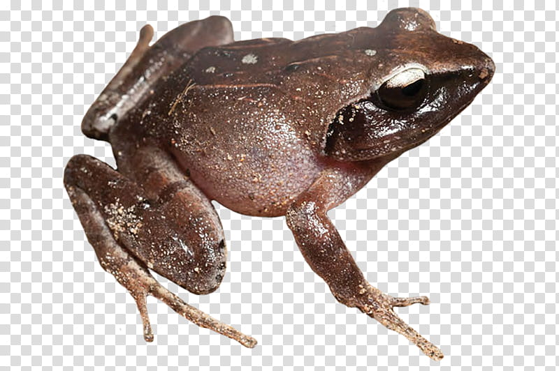 Animal, American Bullfrog, True Frog, Amphibians, Wood Frog, Toad, Tree Frog transparent background PNG clipart