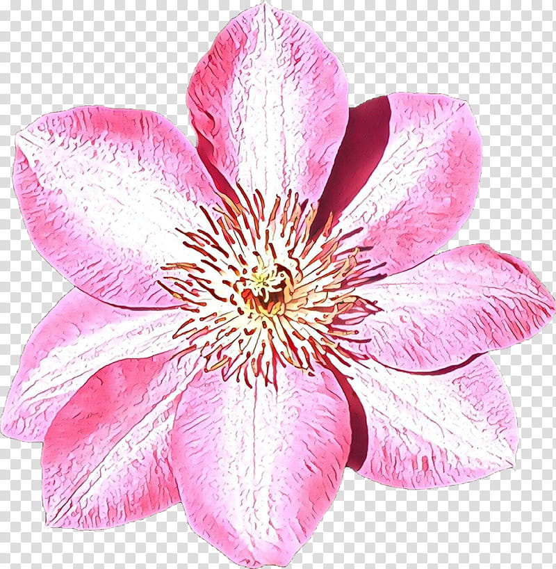 flower flowering plant petal pink plant, Cartoon, Clematis, Wildflower transparent background PNG clipart