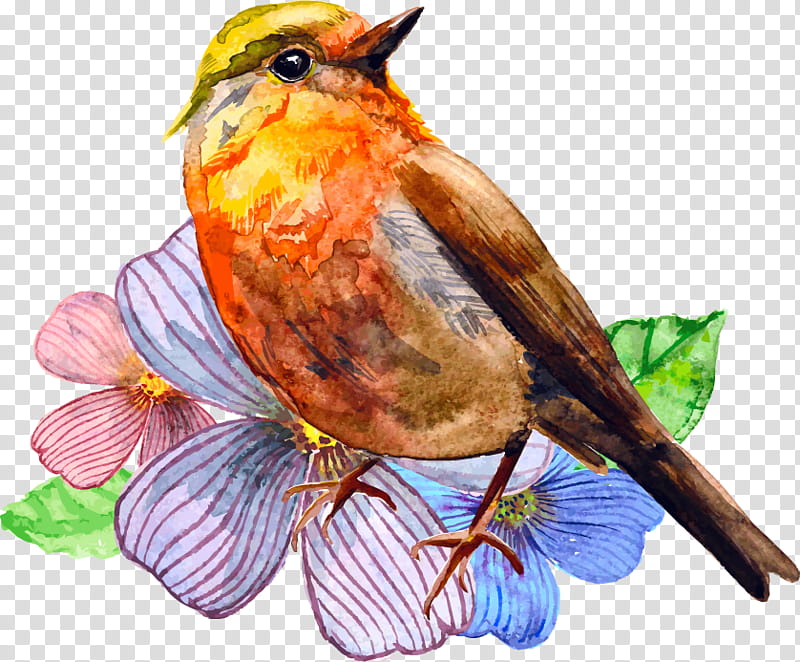Robin Bird, Watercolor Painting, Drawing, Wetonwet, Canvas, European Robin, Songbird, Rufous Hummingbird transparent background PNG clipart
