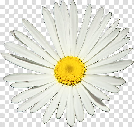 , white and yellow daisy flower illustration transparent background PNG clipart