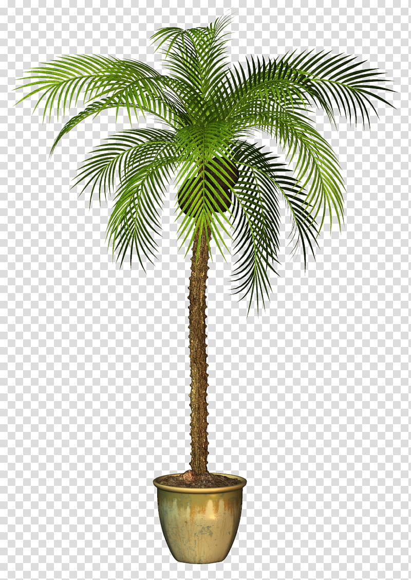 Coconut Tree, Areca Palm, Flowerpot, Plants, Asian Palmyra Palm, Garden, Chamaedorea, Palm Trees transparent background PNG clipart