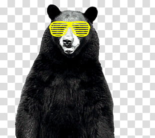 , black bear wearing shutter sunglasses transparent background PNG clipart