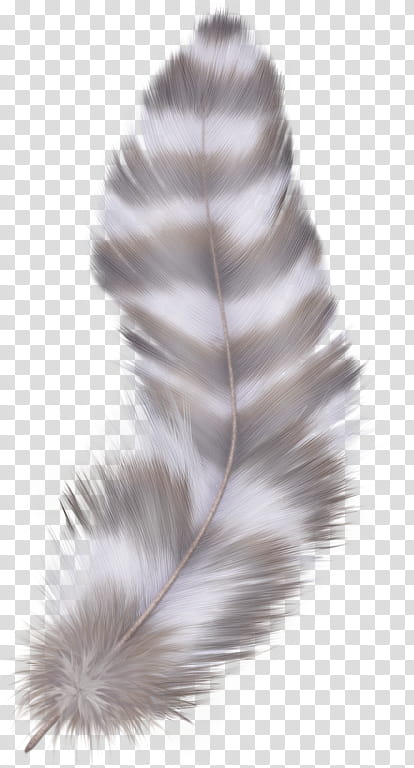 Bird, Feather, Peafowl, Anker Assorted Craft Feathers 20g Approx, Down Feather, Silver, Fur, Tail transparent background PNG clipart