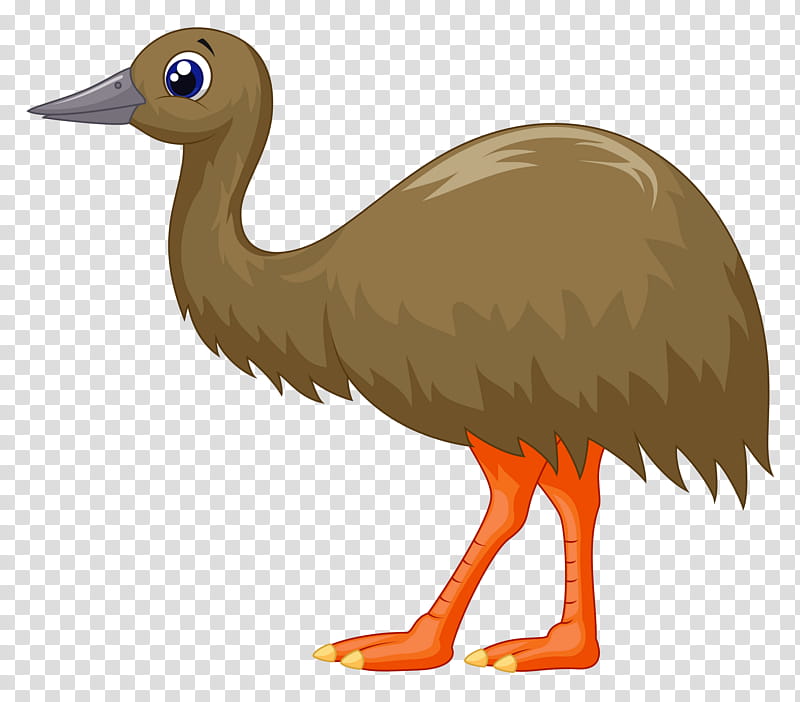 Kangaroo, Australia, Fauna Of Australia, Platypus, Animal, Emu, Bird, Flightless Bird transparent background PNG clipart