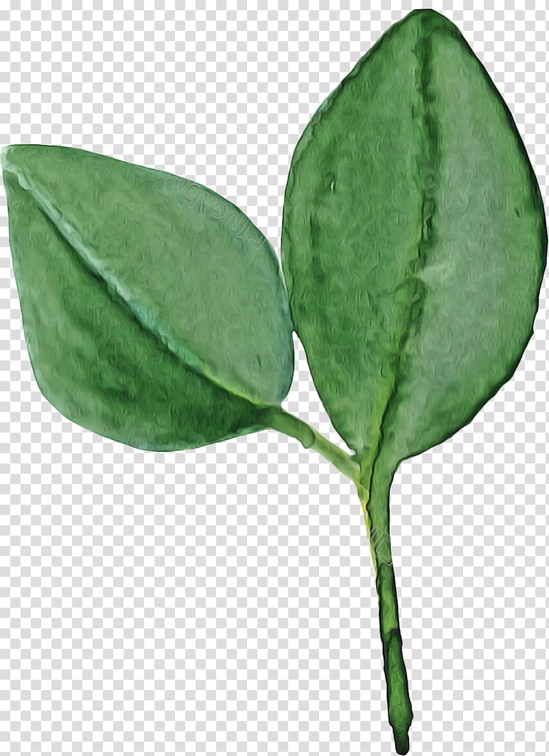 leaf plant flower coca transparent background PNG clipart