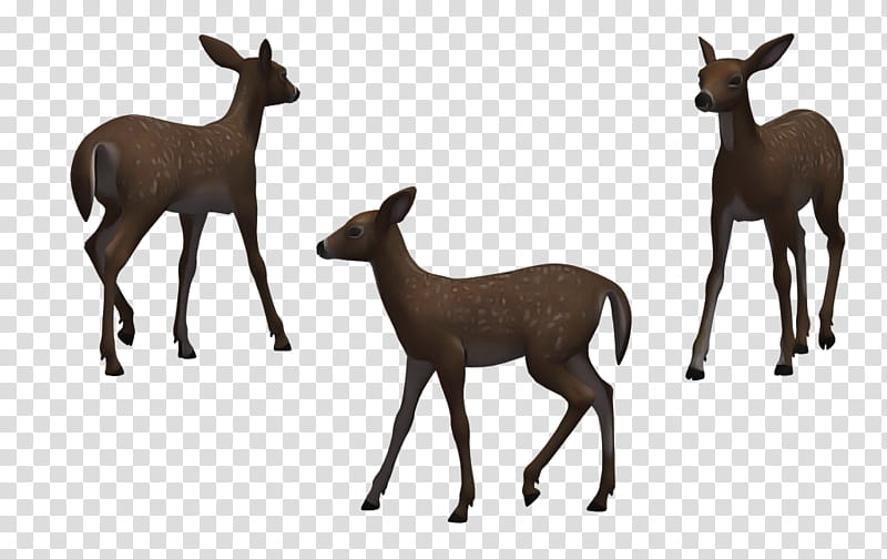 wildlife deer roe deer chamois animal figure, Fawn, Musk Deer transparent background PNG clipart