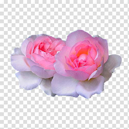 OO WATCHERS, two pink flowers transparent background PNG clipart