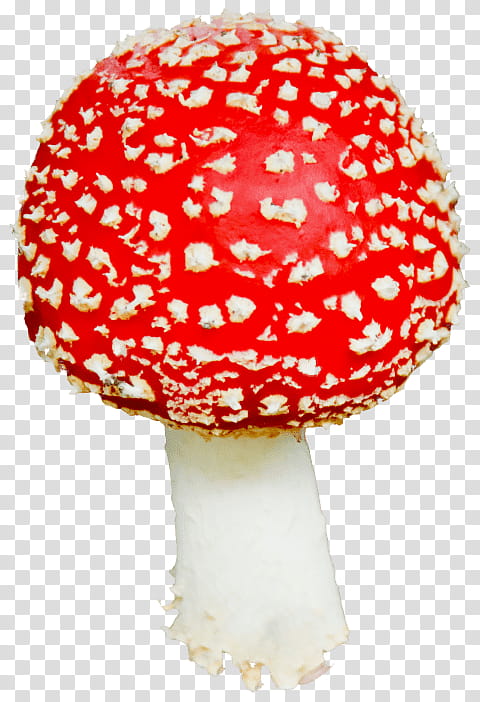 Mushroom, Edible Mushroom, Common Mushroom, Fungus, Pleurotus Eryngii, Mushroom Poisoning, Stuffed Mushrooms, Agaric transparent background PNG clipart