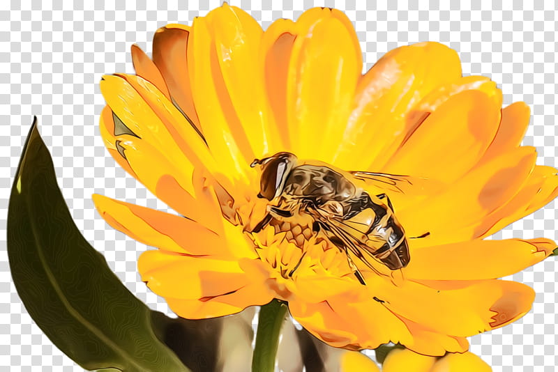 Marigold Flower, Blossom, Bloom, Flora, Honey Bee, Nectar, Bumblebee, Bee Pollen transparent background PNG clipart