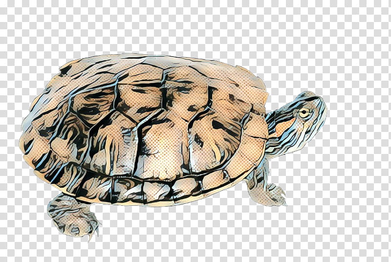 Sea Turtle, Box Turtles, Tortoise, Animal, Pond Turtles, Reptile, Kinosternidae, Terrapin transparent background PNG clipart