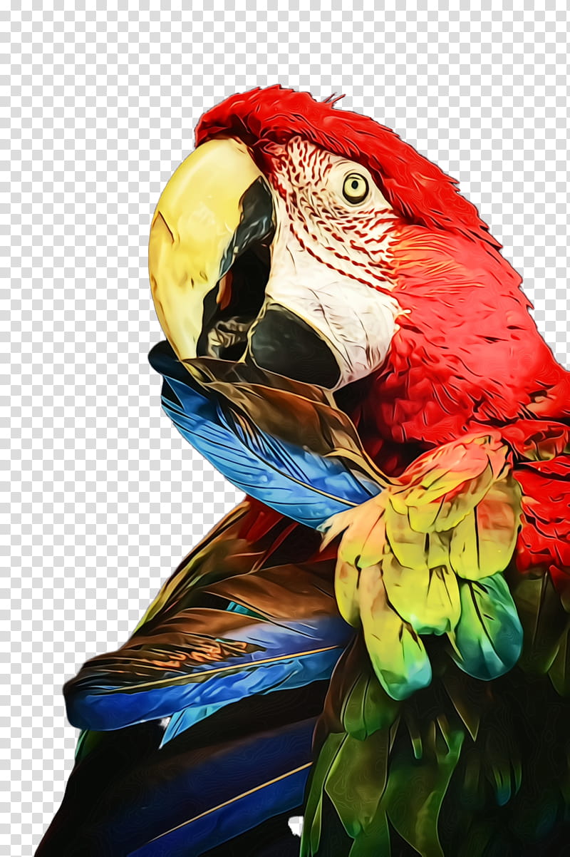 bird macaw parrot beak budgie, Watercolor, Paint, Wet Ink, Parakeet, Wing transparent background PNG clipart