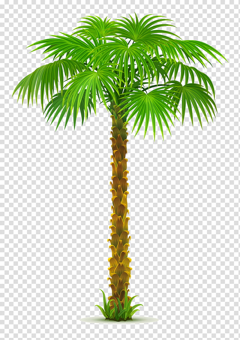 Coconut Tree, Palm Trees, Date Palm, California Palm, Areca Palm, Mexican Fan Palm, Plant, Borassus Flabellifer transparent background PNG clipart