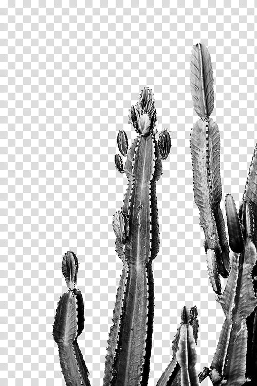 Cactus , low-angle graphy of green cactus plants transparent background PNG clipart