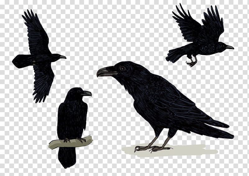 Eagle, American Crow, Common Raven, Rook, New Caledonian Crow, Songbirds, Feather, Nest transparent background PNG clipart