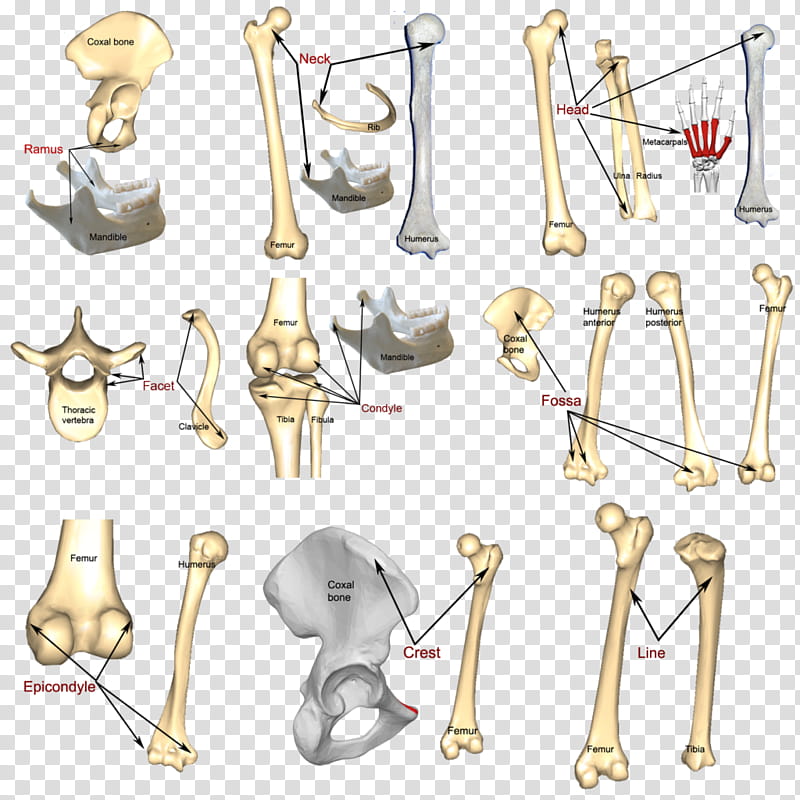 Bone Joint, Arm, Finger, Hand, Anatomy, Clavicle, Humerus, Human Body transparent background PNG clipart