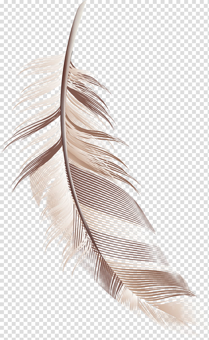 Feather, Quill, Wing, Writing Implement, Pen, Tail, Natural Material transparent background PNG clipart