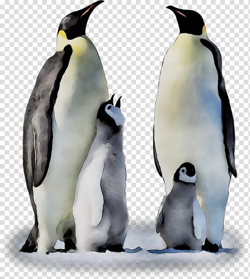 Penguin, King Penguin, Beak, Bird, Flightless Bird, Emperor Penguin transparent background PNG clipart