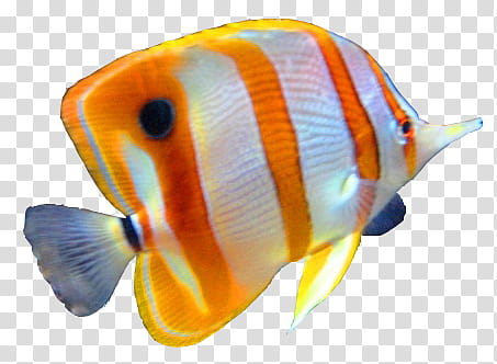 Fish, yellow and white fish transparent background PNG clipart