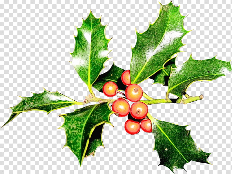 Cherry Tree, Aquifoliales, Food, Barry M, Leaf, Holly, Plant, American Holly transparent background PNG clipart