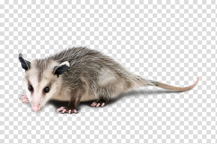 Cartoon Mouse, Virginia Opossum, Translation, Animal, Large American Opossums, Common Opossum, Rat, Dormouse transparent background PNG clipart