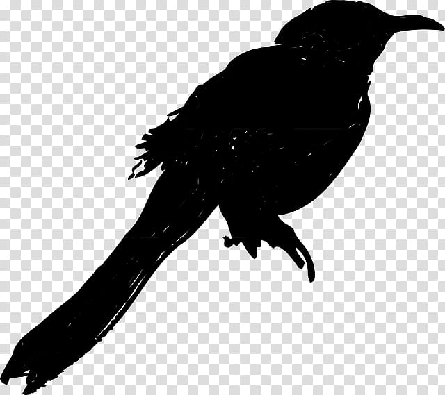 Bird Silhouette, American Crow, New Caledonian Crow, Common Raven, Beak, Feather, Blackbird, Cuckoos transparent background PNG clipart
