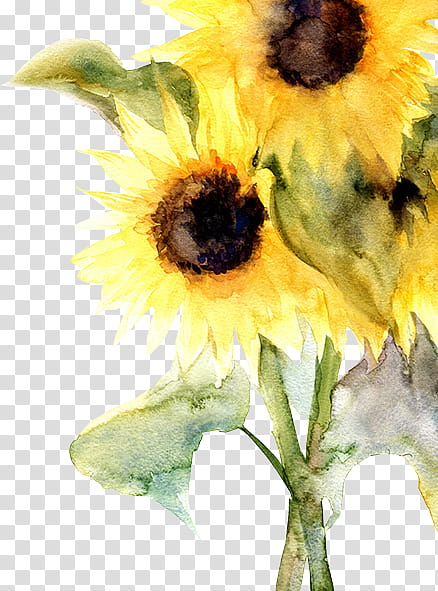 Watercolor Flower, yellow sunflower painting transparent background PNG clipart