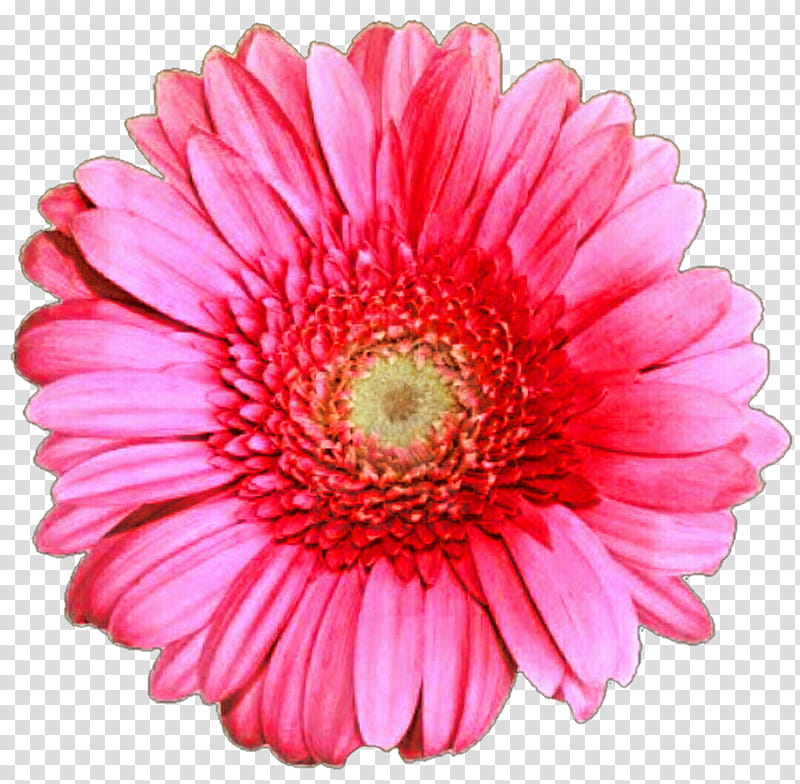 Pink Gerber Daisy transparent background PNG clipart