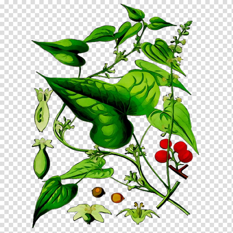 Holly Leaf, Dioscorea Communis, Tamus, Wild Yam, Herb, Herbaceous Plant, Monocotyledon, Plants transparent background PNG clipart