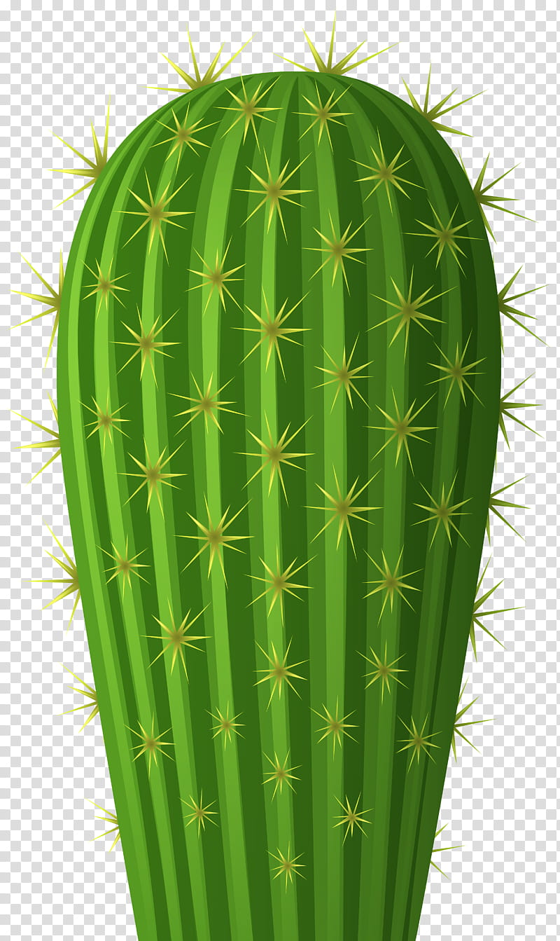 Cactus, Thorns Spines And Prickles, Nopal, Plant, San Pedro Cactus, Hedgehog Cactus, Flowerpot, Caryophyllales transparent background PNG clipart