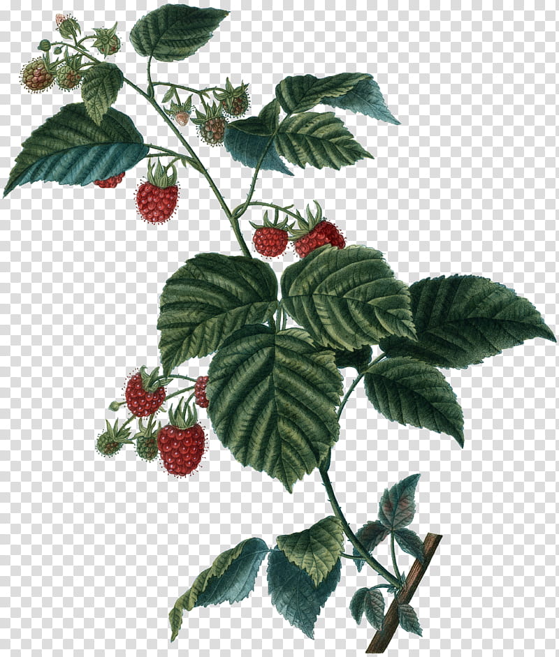 Red Flower, Raspberry, Red Raspberry, Brambles, Red Mulberry, Berries, Plants, Blackberry transparent background PNG clipart