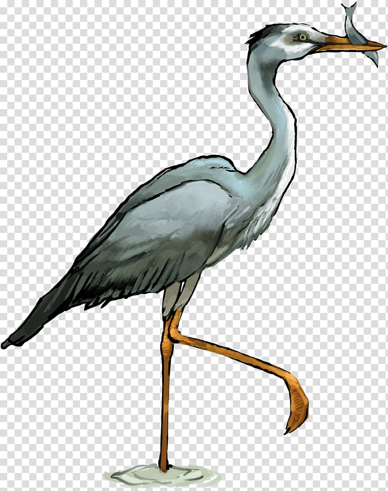 Crane Bird, Great Blue Heron, Green Heron, Grey Heron, Little Blue Heron, Great Herons, Beak, Cranelike Bird transparent background PNG clipart