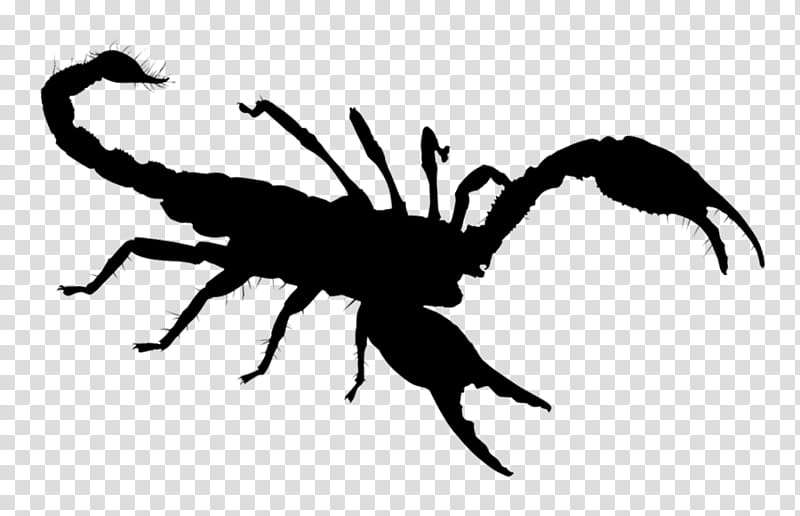 Cartoon Spider, Scorpion, Fotolia, Silhouette, Arachnid, Tarantula, Insect, Pest transparent background PNG clipart