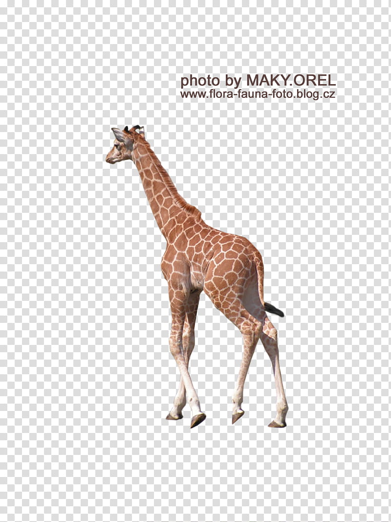 SET Giraffe baby, brown giraffe transparent background PNG clipart