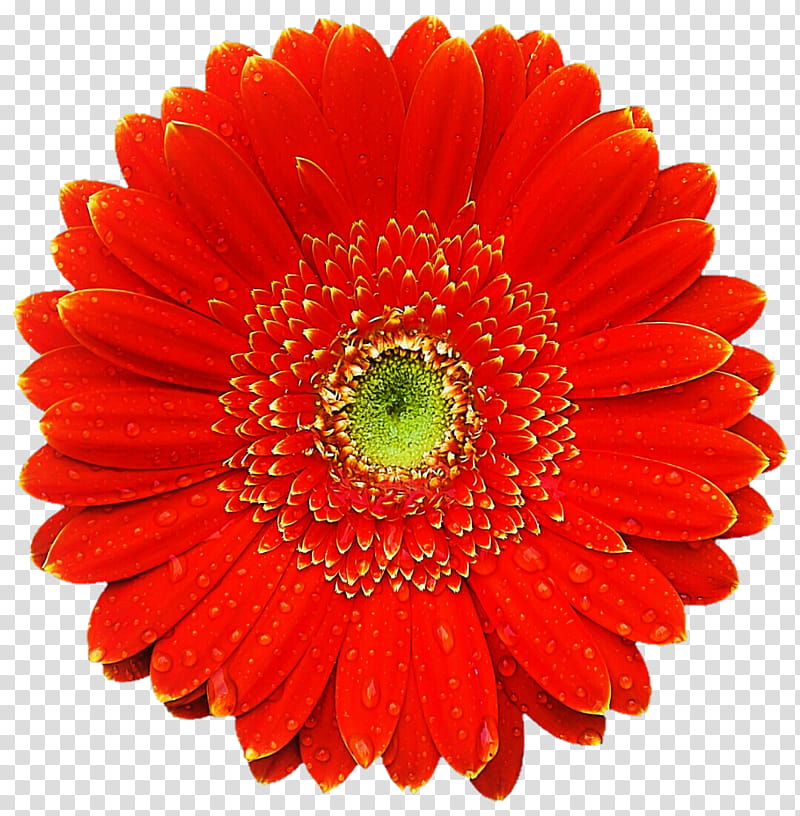 Classic Orange Gerbera Daisy  transparent background PNG clipart