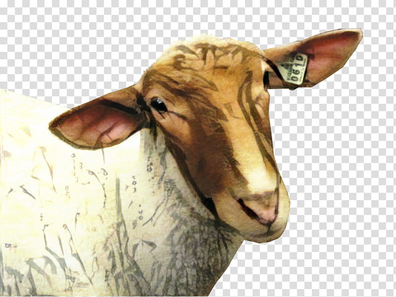 Eid Al Adha Graphic, Eid Mubarak, Sheep, Islamic, Muslim, Goat, Screaming, Qurbani transparent background PNG clipart