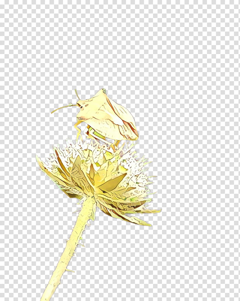 dandelion yellow flower plant dandelion, Wildflower transparent background PNG clipart