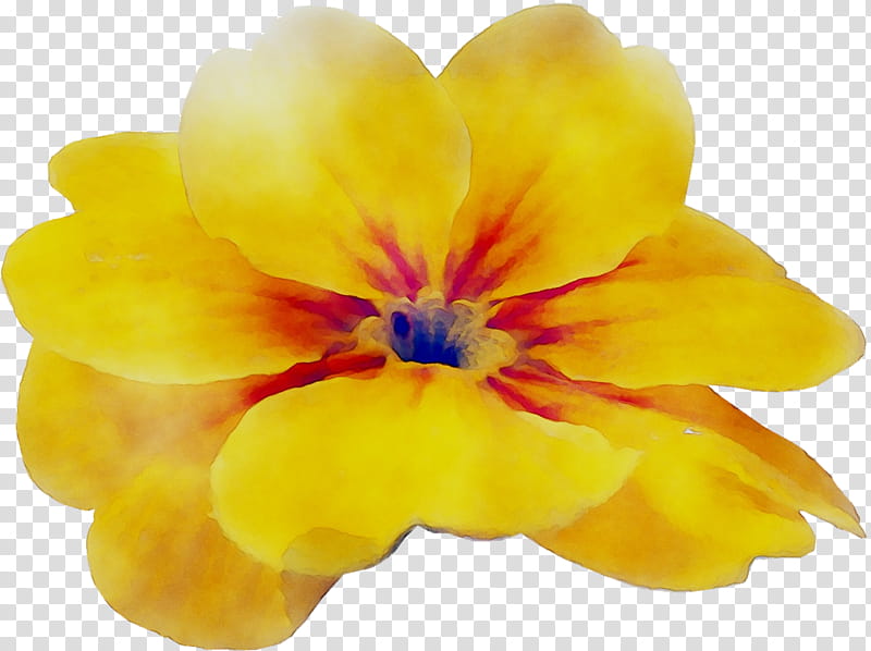 Violet Flower, Primrose, Yellow, Family M Invest Doo, Petal, Plant, Primula, Wildflower transparent background PNG clipart