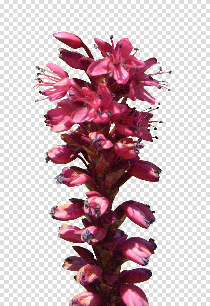 Stalk of Red Flowers, pink petaled flowers transparent background PNG clipart