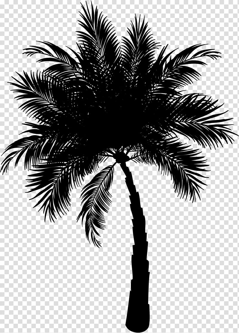 Coconut Tree, Palm Trees, Asian Palmyra Palm, Date Palm, Plants, Canary Island Date Palm, Borassus, Arecales transparent background PNG clipart