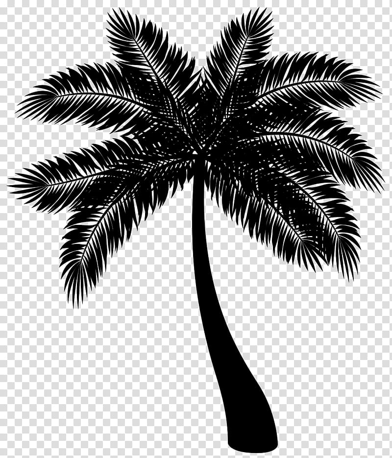 Date Tree Leaf, Howea Forsteriana, Palm Trees, Fatima Presidency ...